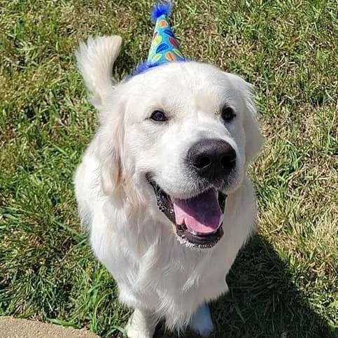 Huxley & Kent - Party Hat Party Time Blue with SnugFit®